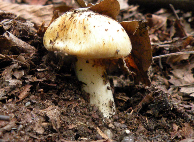 Cortinarius dalle colline reggiane